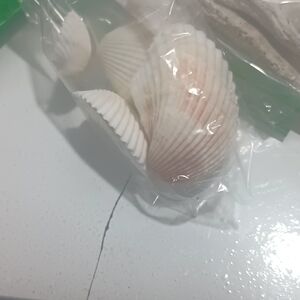 Natural Seashell Cluster - White with Pale Pink Accents